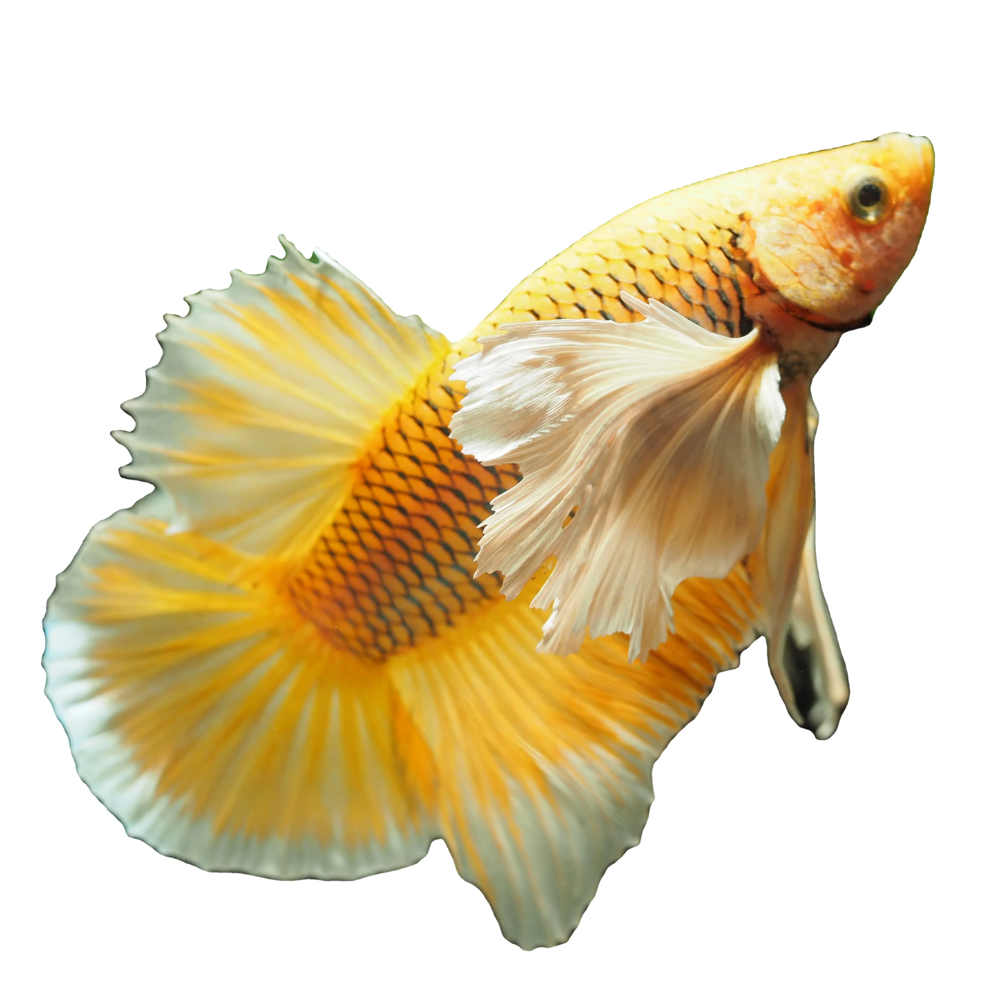 
HMPK DUMBO BETTA- Muticolor Thailand Betta Fish Premium Quality Plakat Siamese Fighting Fish Ornamental Aquariums 