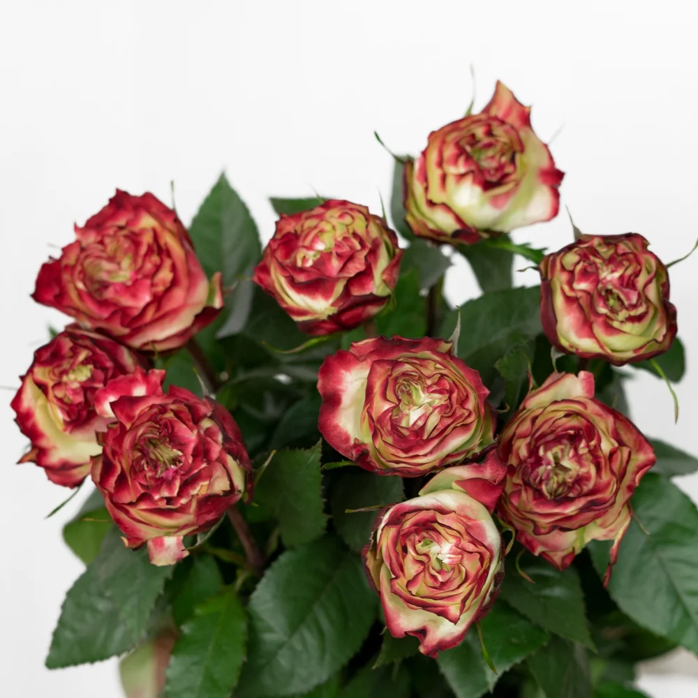 Competitive Price Long Stem Natural Bulk Fresh Cut Flowers Roses for Wedding Decoration