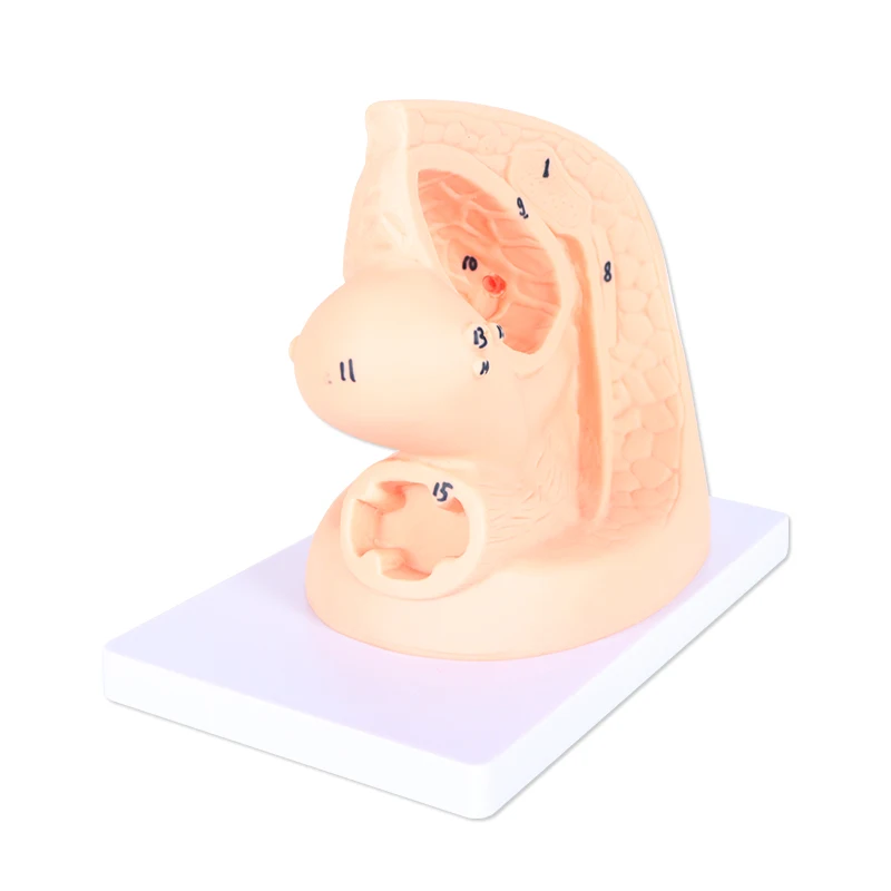 Advanced Female Internal and External Genital Organs