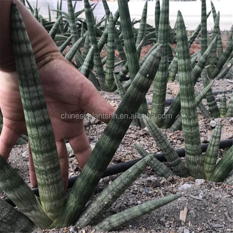 Все типы растений sansevieria