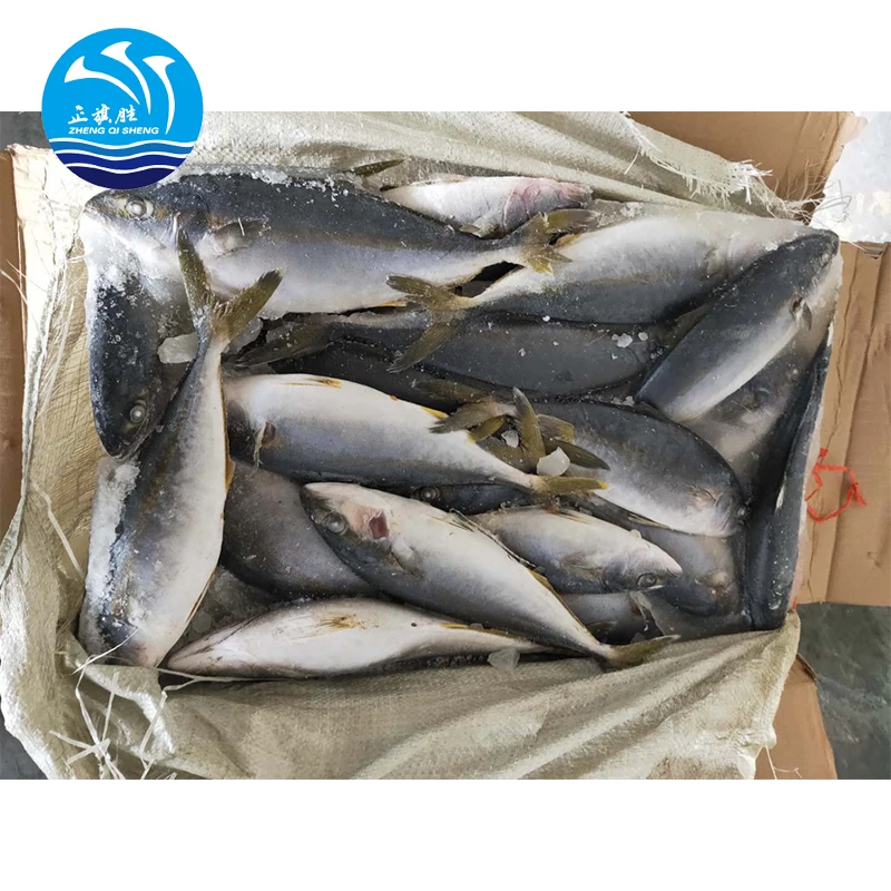 Manufacturers Supply High Quality Yellowtail fish