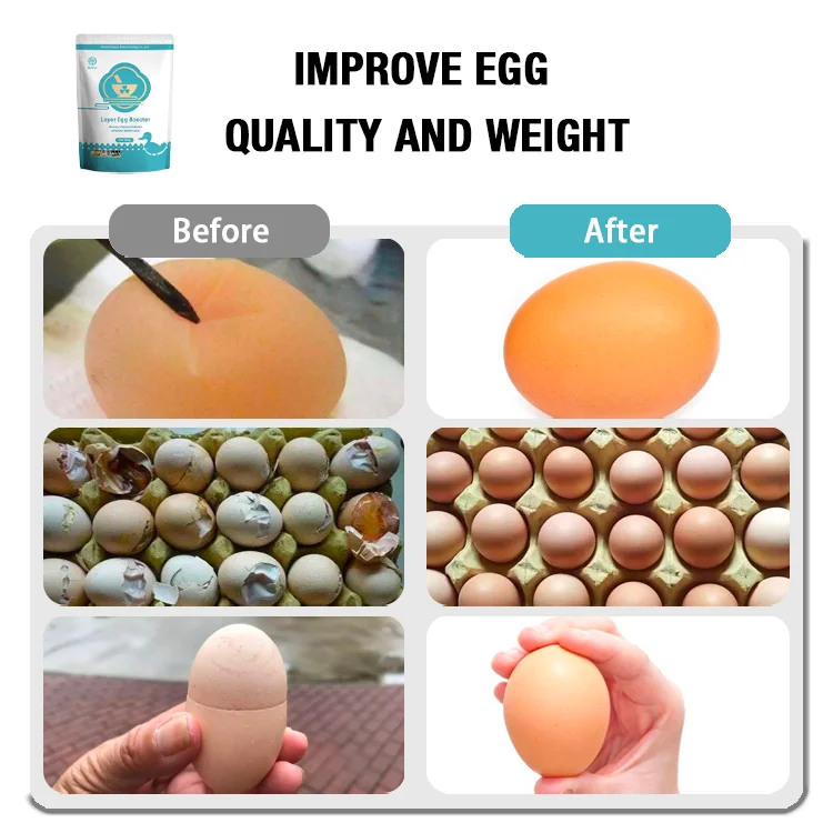 Animal Feed Additives for Increased Egg Production Enhanced Laying Hens Output for Chicken Egg Production