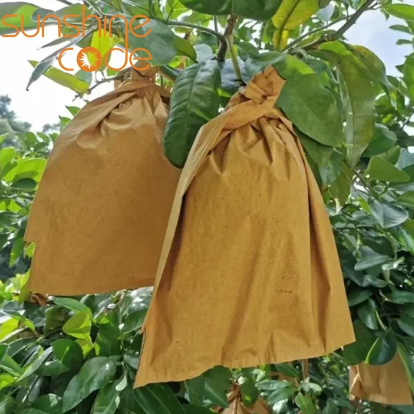 Sunshine Code fresh mango kent big mango fruit  yellow mango vietnam