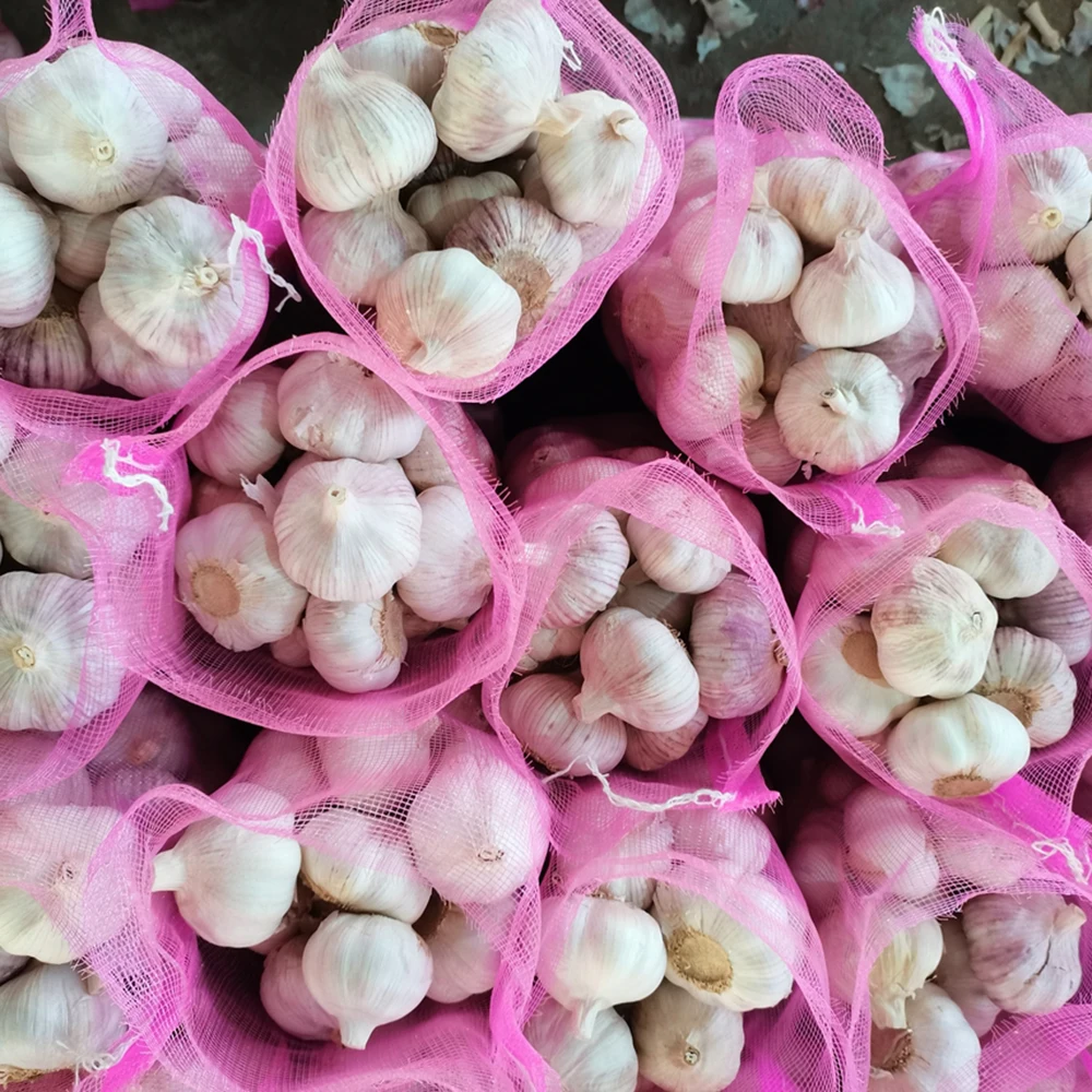 Fresh Normal White Garlic Pure White Garlic