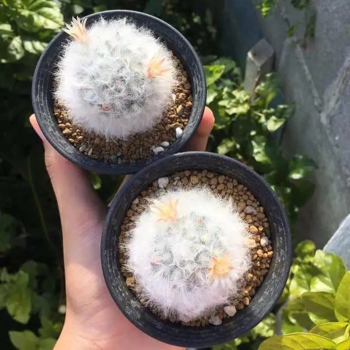 Cheap price gardening  Plants Mammillaria bocasana Kockport decorative Cactus plants for sale