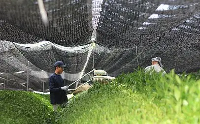 Flavoured natural slim wholesale green tea #PEACH#YUZU#GREEN APPLE#STRAWBERRY#GRAPPE