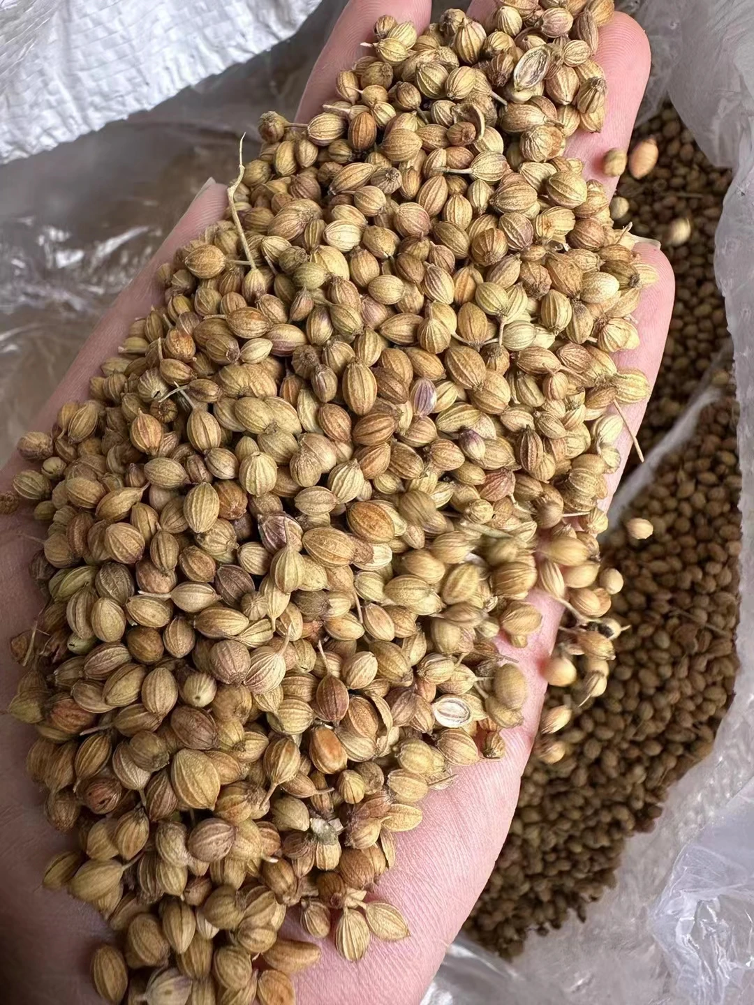 ZZH Wholesale spice coriander seeds good quality dried coriander seeds cheap price