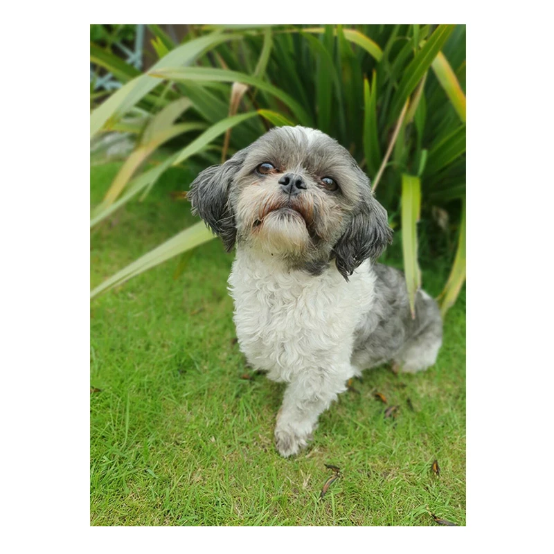 
Pet dog photo animal custom diamond painting full round diamond DIY cross stitch kit Home Decoration 