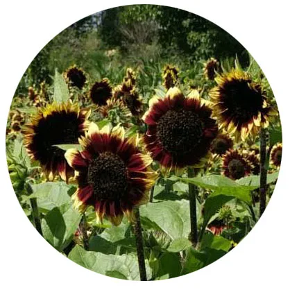 Распродажа Naturix Clerance, 50% скидка, различные высоты и цвета, Helianthus annuus, декоративные семена подсолнечника для посадки