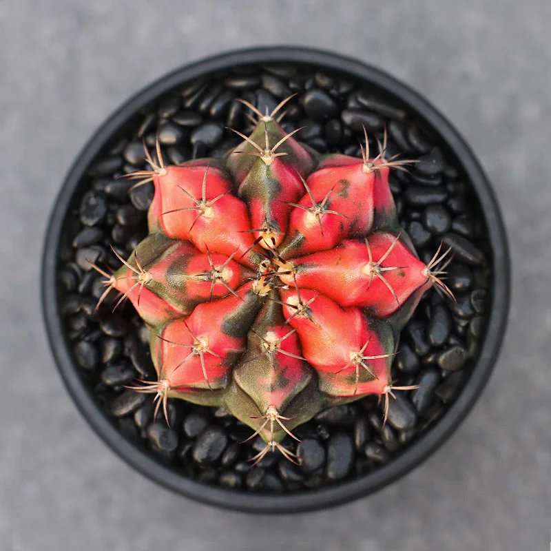 Оптовая продажа, кактус, ортопедический кактус, живой кактус