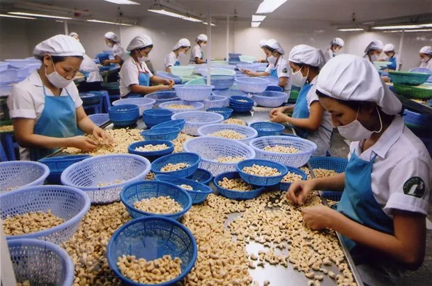 Cashew Nut - Raw Cashew Nuts w240 w320 Healthy Nuts in Daily Necessities from Viet Nam