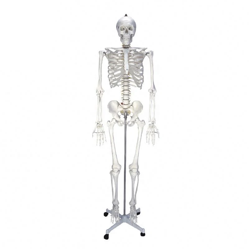 Precision 180cm PVC Human Body Skeleton Anatomy Model Medical Science School Accessories for Teaching Resources Manikin