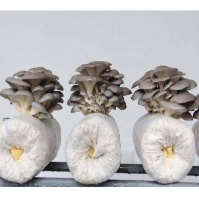 fungus oyster mushroom seeds for dried mushrooms