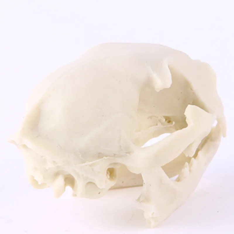 Hot selling Resin cat head skull creative animal skull for home decoration