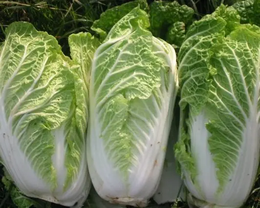 
Fresh Celery Cabbage ,Celery Cabbage ,New Harvest Fresh Celery Cabbage Grade AA 