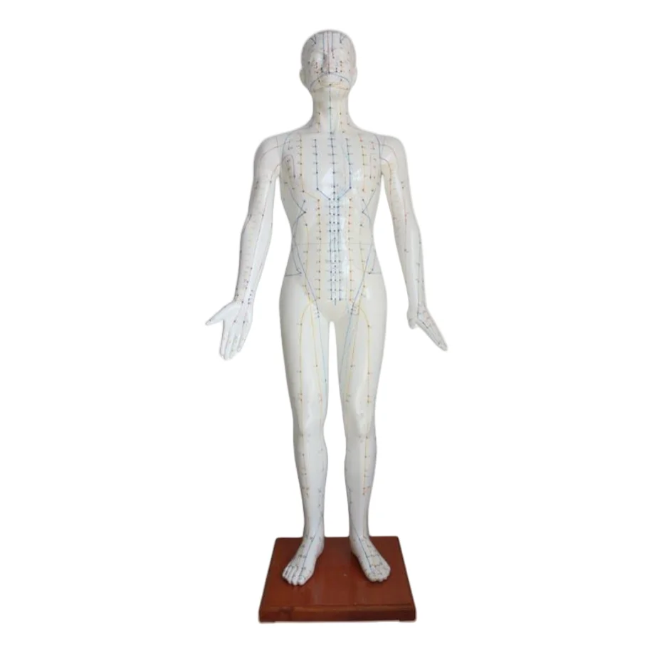 ADA Medical science Deluxe Acupuncture Model 84CM and Acupuncture Model 178CM for Disease Demonstration Medical Teaching Tool