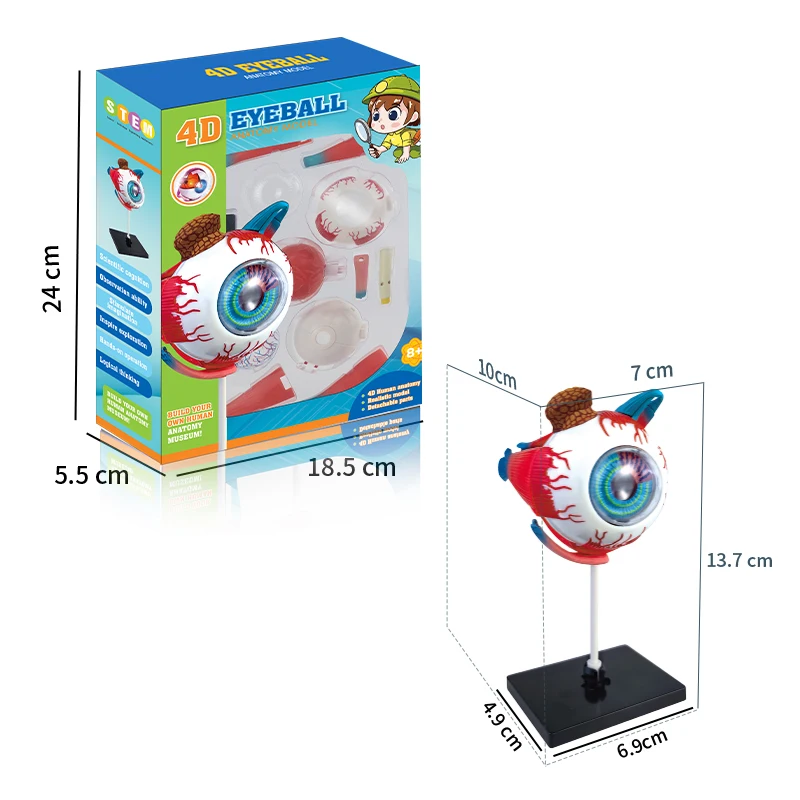Top Selling Human Organ Education Kit 4D Eyeball Structure Learning Kit Human Body Science Toys for Kids
