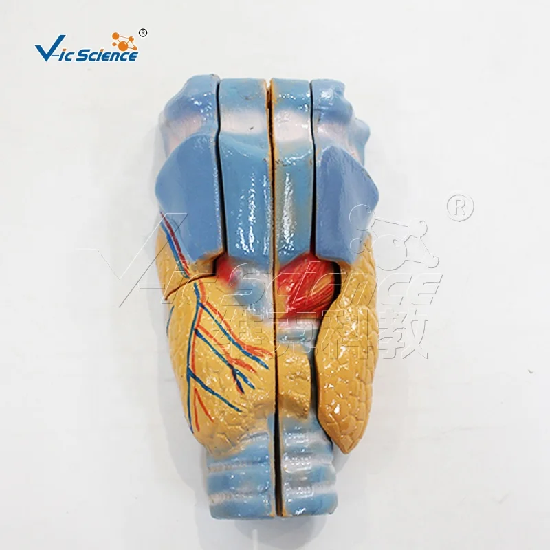 Laryngeal anatomical model human body organ model of body organs medical anatomy model school and hospital teaching