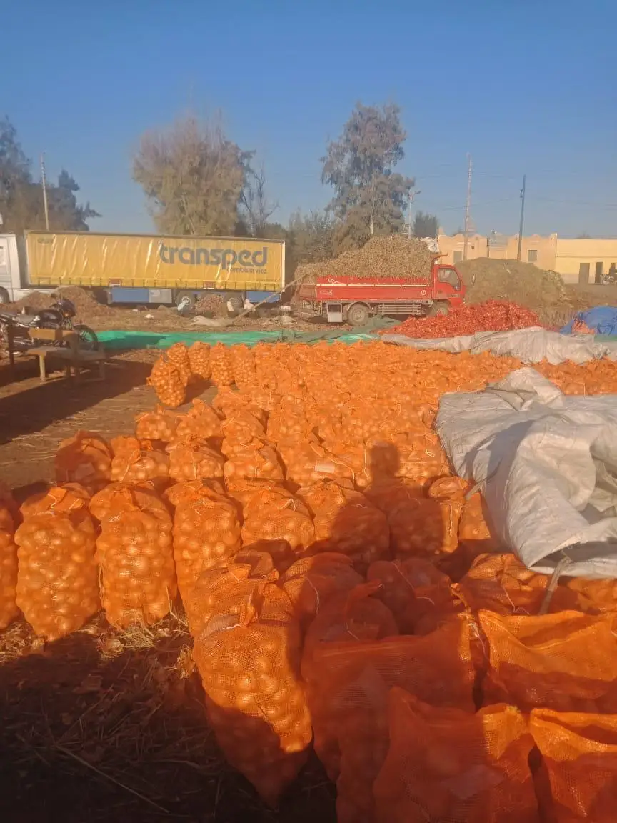 Египетский свежий овощ, свежий лук, оптовый продавец овощей на экспорт