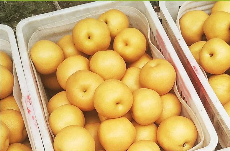 Good Quality New Crop Fresh Fengshui Pear in Big Size