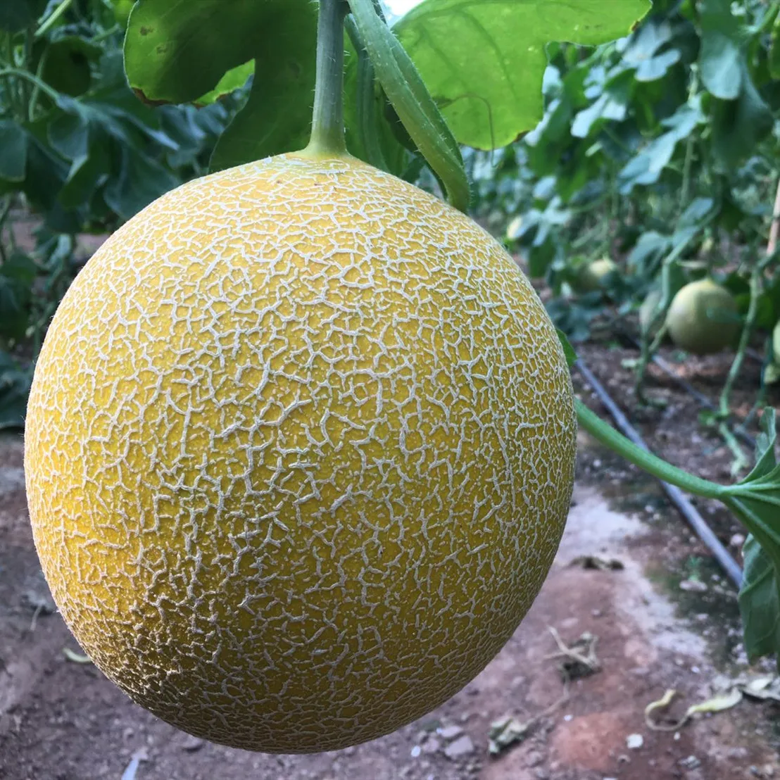 
Musk Melon Galia Type Melon Seeds Hybrid F1 Sweet Melon Seeds from China 