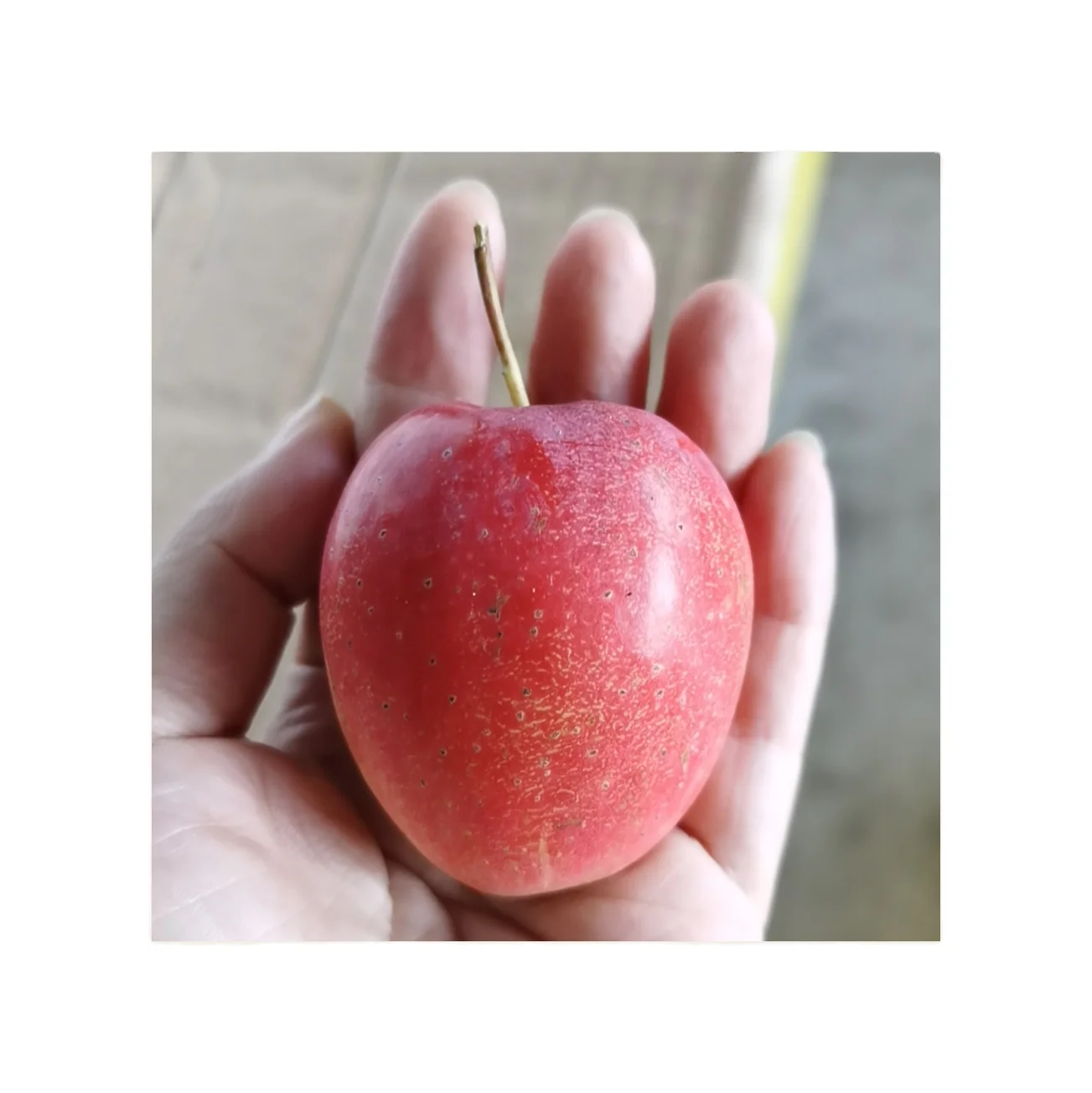 Оптовая продажа, свежие яблоки розы бутикового качества