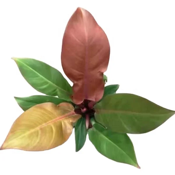 Настоящие растения филодендрон Вишневый красный