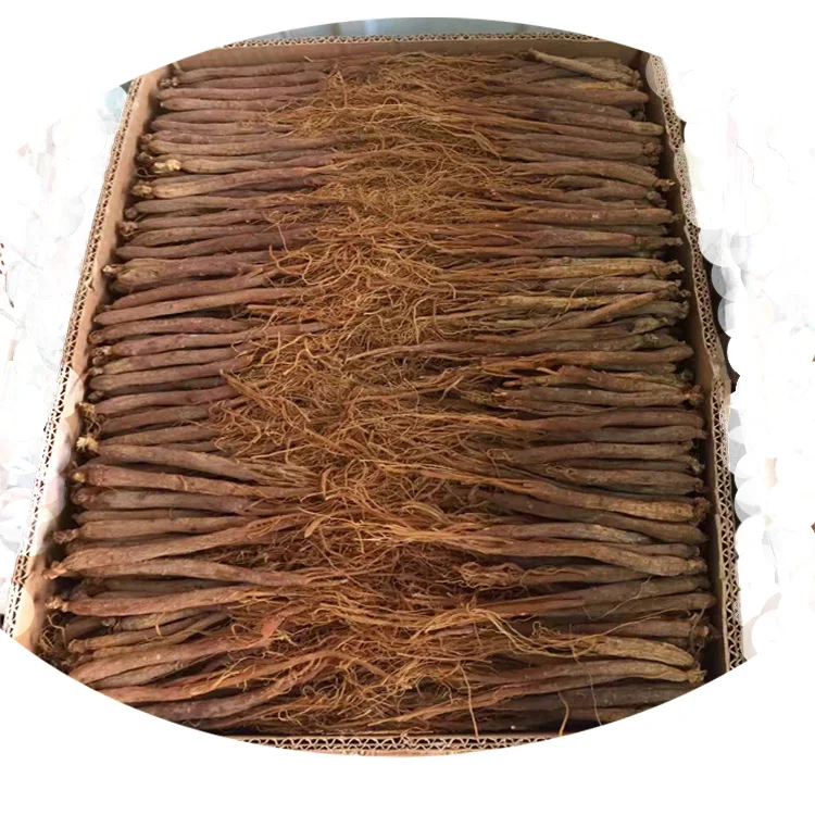 Top quality whole Red Ginseng rubra radix	Ginsengwurzel rot Radix purpur with competitive price