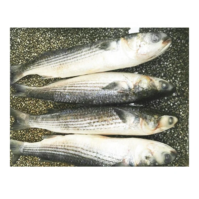 frozen fish seafood grey mullet