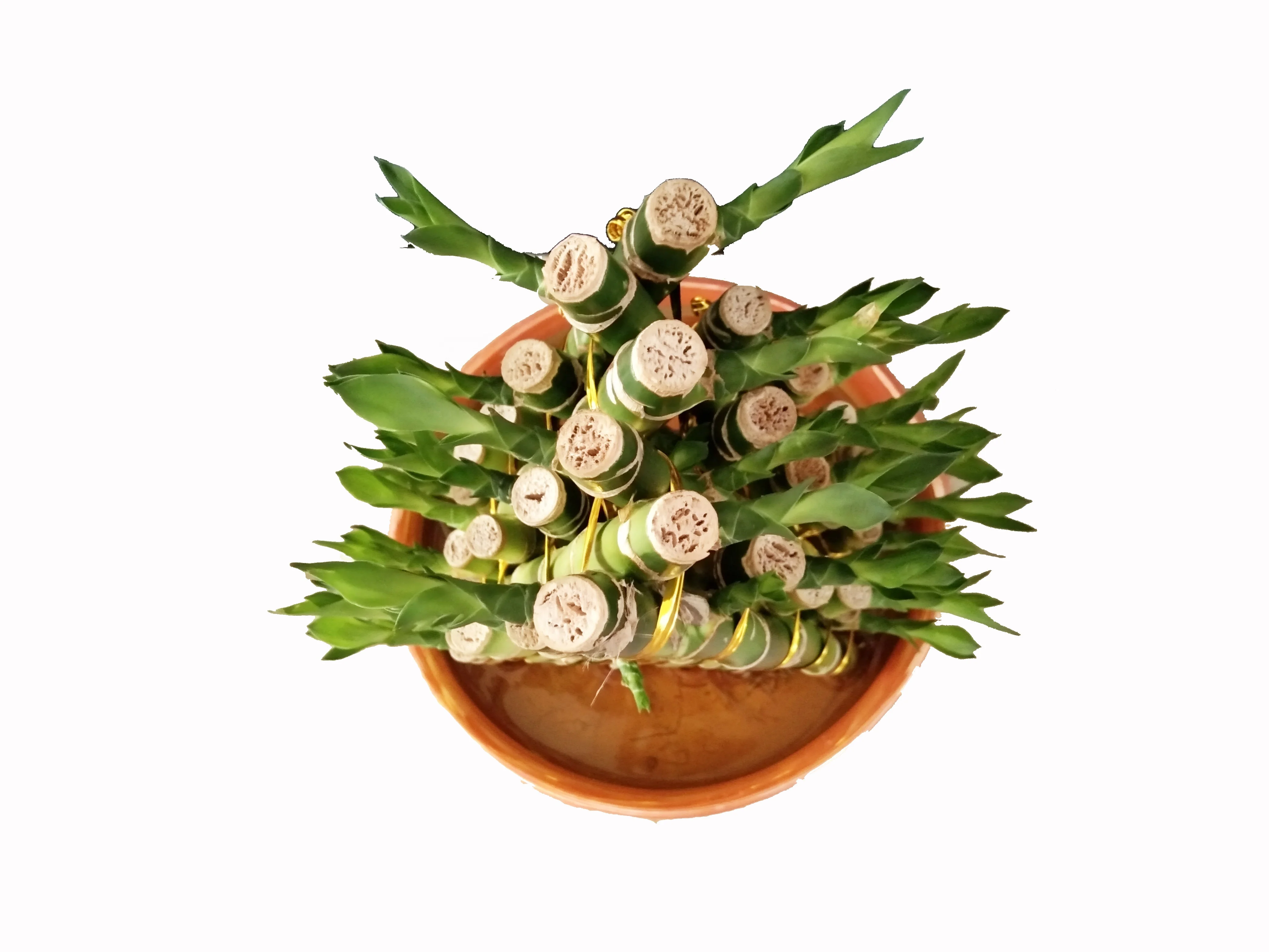 
Zhanjiang Indoor pyramid Bamboo Factory Lucky Bamboo pyramid Green Spiral lucky bamboo dracaena sanderiana 