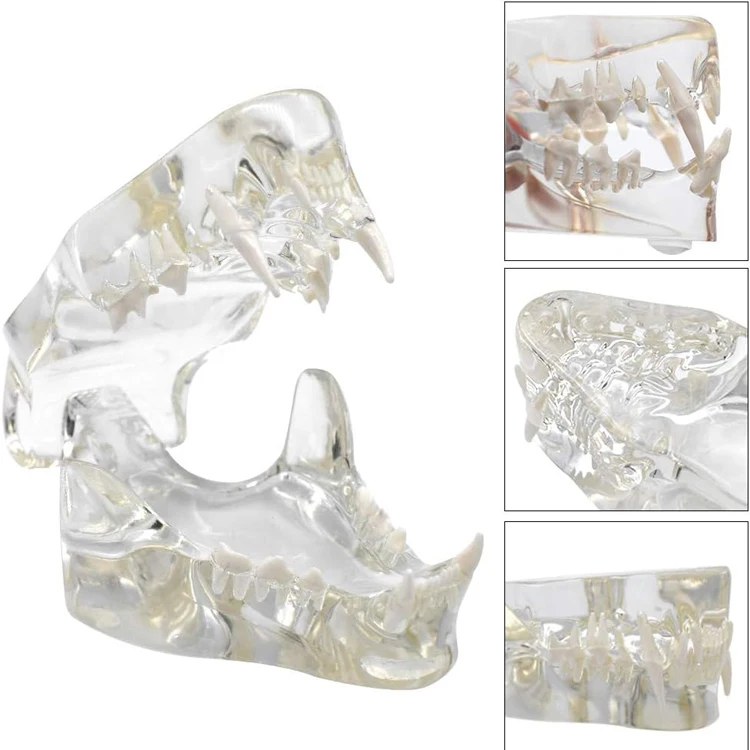 Animals Oral Tooth Jaw For Veterinary Office Educational Tool Transparent Canine Dog Cat Teeth Anatomical Model