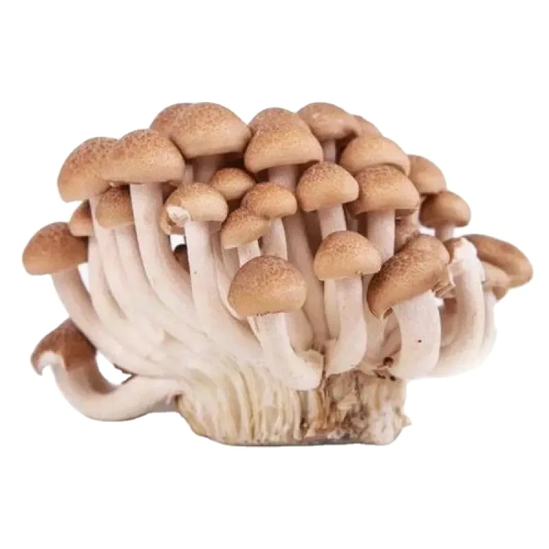 China high quality mushrooms manufactured in factories with DETAN Brown Shimeji