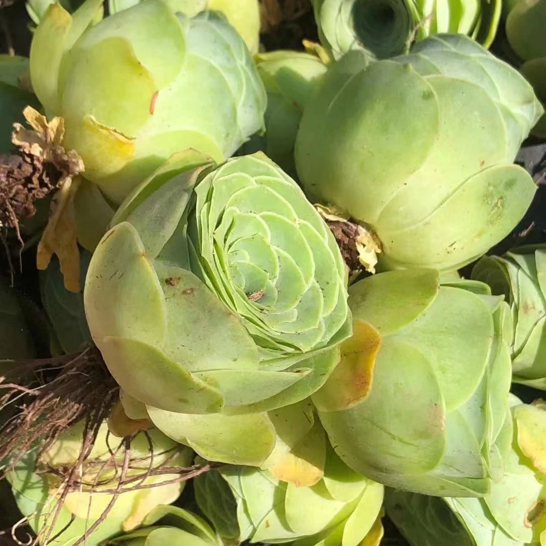 
Rose Succulent wholesale cactus wholesale natural plant succulent pot Korea Succulent Plants 