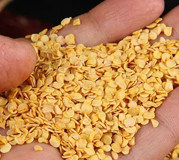 Best Price Wholesale Exporter 100% Pure GC1274 Dry Dried Red Chilli Seeds Chili Peppers Seed  Made in China Agricultural Farm