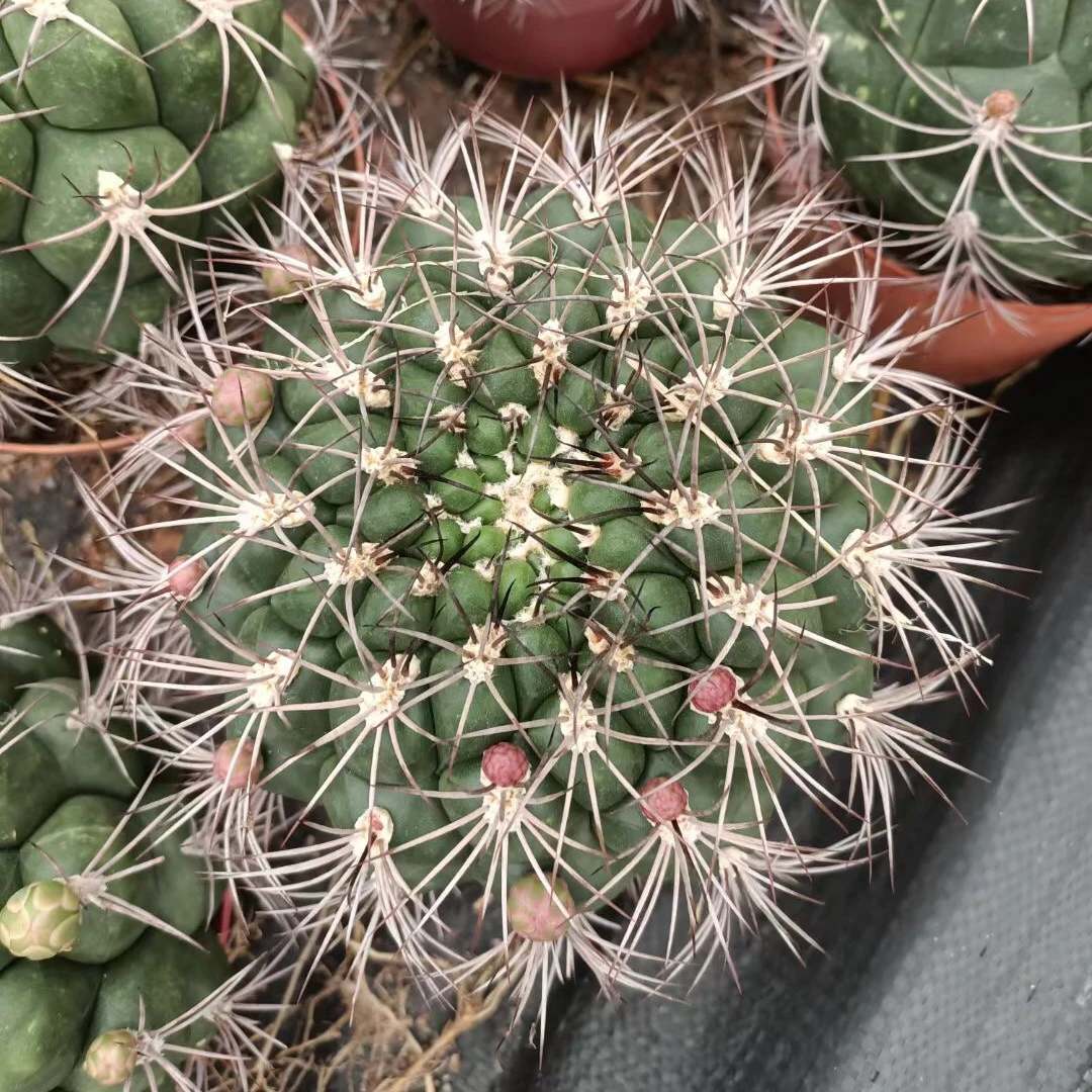 
wholesale woody plant live mini cactus indoor home office decorate blooming cactus bonsai 