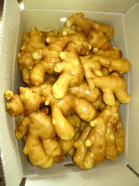 Raw Ginger Made in China Export Clear Dried Air Ginger China