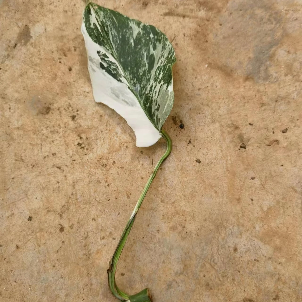 Искусственные пестрые листья Monstera deliciosa Liebm комнатные растения