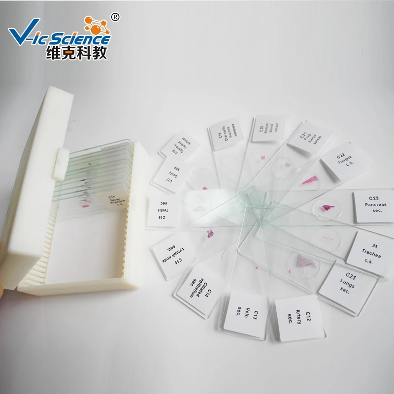 Animal Histology Microscope Slide Student Prepared Slides for Learning