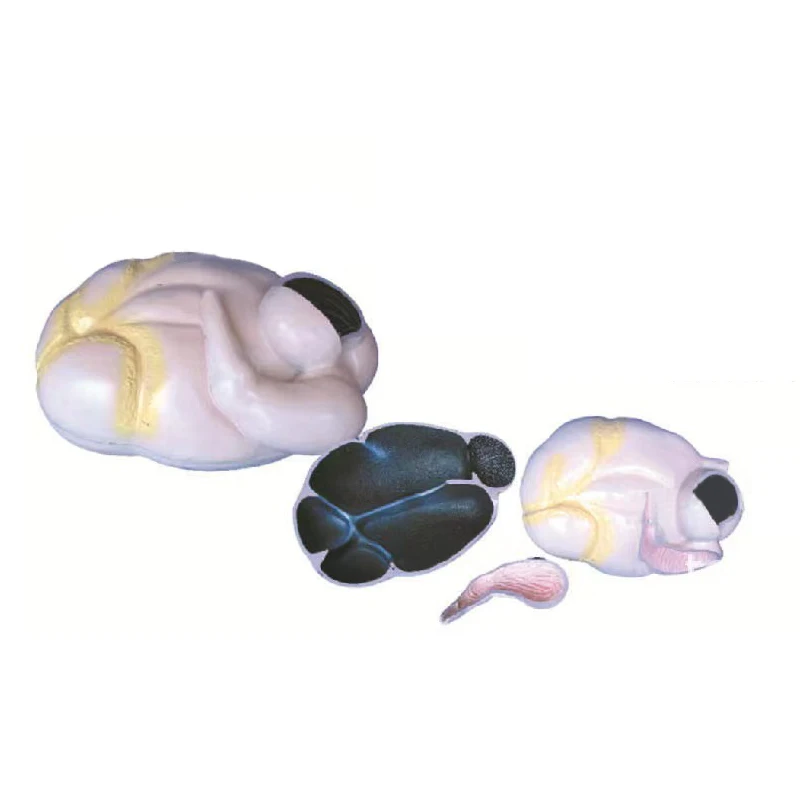 Cow stomach  Anatomy Medical Anatomical  detachable cattle animal educational model