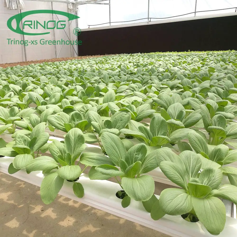 large greenhouse farme used NFT hydroponics system for salad lettuce