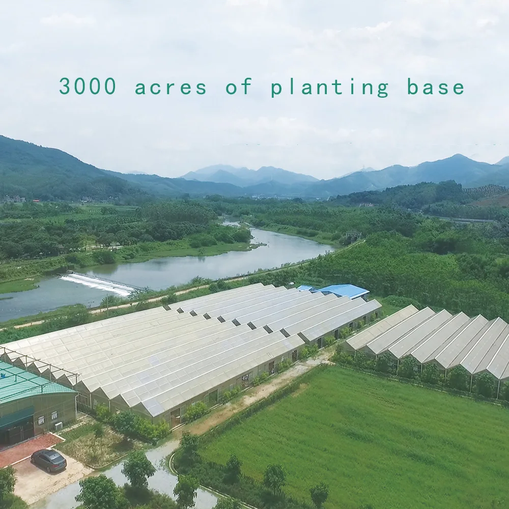 Chinese herbs extract massage oil moxa essential oil for body massage