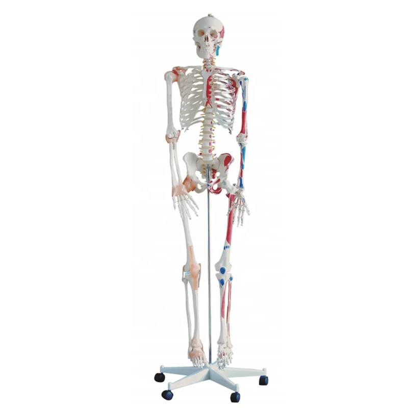 Medical Training Model Educational Anatomical 85Cm 180Cm Human Life Size Plastic Skeleton Model