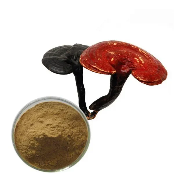 Best-selling high quality ganoderma  triterpenes 4 %