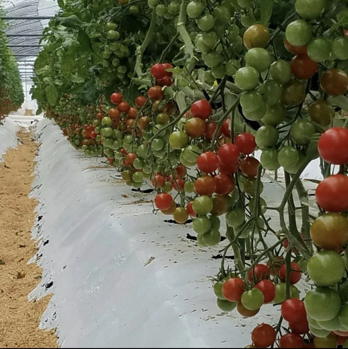 Wholesale health tasty tomatoes shop processing manufacturing