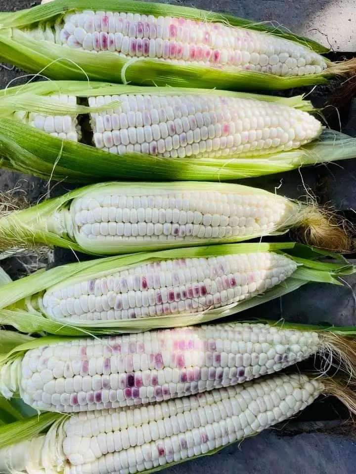Sweet Mini Corn Cobs Boiling Corn On The Cob With The Best Price