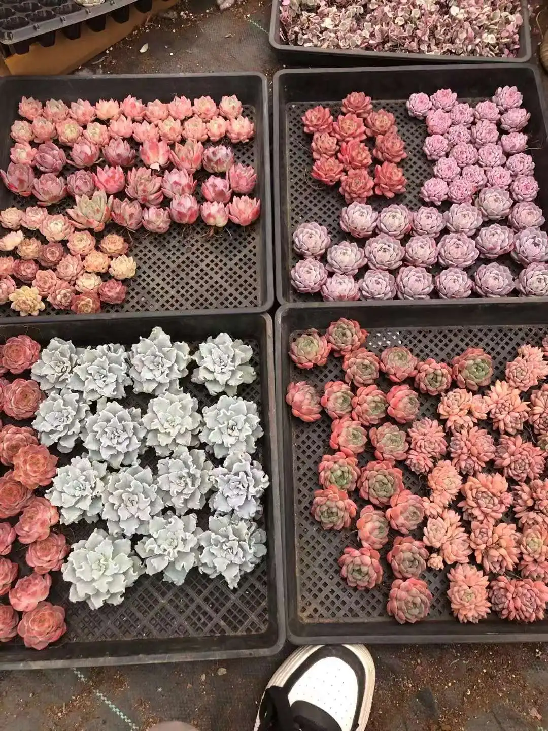 Houseplants Indoor Plants Artificial succulents Echeveria plants wholesale succulents seedlings