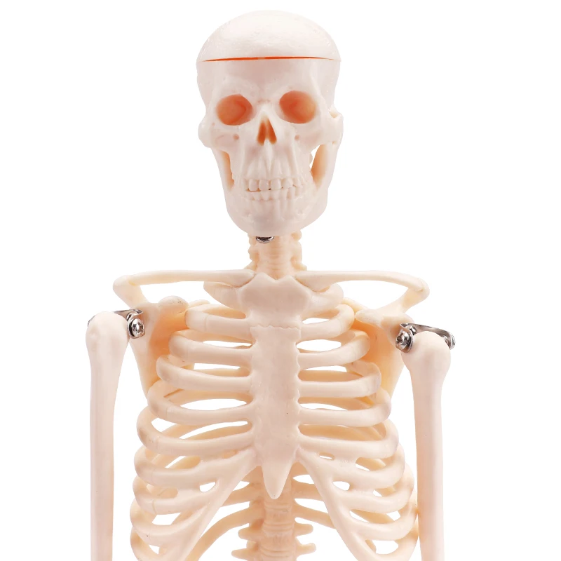 Cheaper human small size skeleton model biological model kids skeleton model