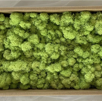 
Beautiful Multicolored preserved moss for Plant wall decorative for home decoration 