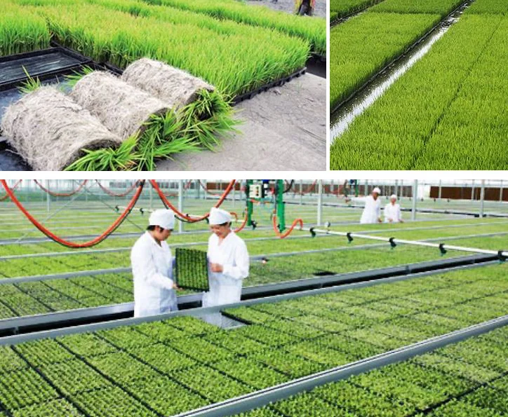 Лоток для рассады риса 3 мм поднос из твердого пластика сельского хозяйства своевременная доставка