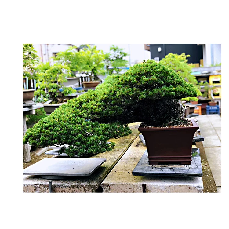 
Real Pine Natural Bonsai Tree Easy To Grow For Home And Garden 